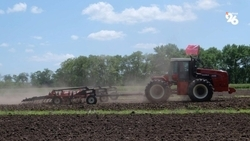 Рекордный урожай гороха собрали на Ставрополье 