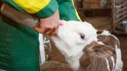 Ставропольские животноводы получат субсидии до конца марта