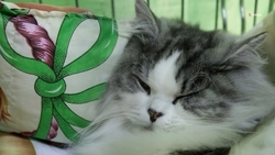 Предприниматель из Михайловска делает мебель для животных по соцконтракту