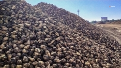 Долю посевов сахарной свёклы отечественной селекции увеличат на Ставрополье