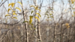 Юные жители Кочубеевского округа высадили первый школьный сад