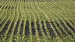 Самолёт для доувлажнения полей наймут на Ставрополье в 2025 году 