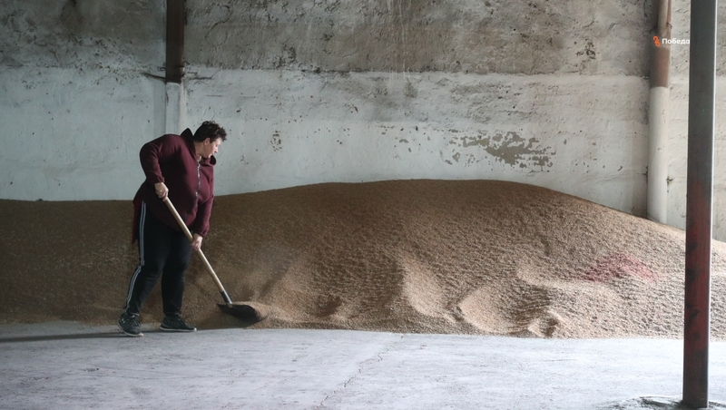 Аграрии Ставрополья завершают подготовку семян к весне