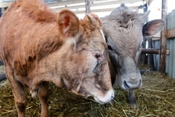 Более 28 тыс. животных проходят зимовку в Ипатовском округе