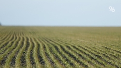 Глава Ставрополья поручил увеличить орошаемые площади до 100 тыс. га 