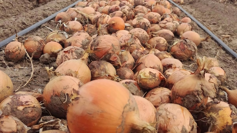 Овощеводы Изобильненского округа собрали 1,1 тыс. тонн лука