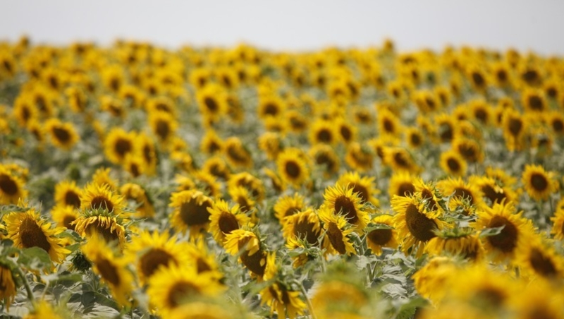 Урожай подсолнечника на Ставрополье превысил прошлогодние показатели на 21%
