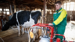 Губернатор Владимиров: На Ставрополье увеличилось производство молока на 3,5%