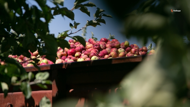 Ставропольские садоводы увеличат хранилища яблок, чтобы торговать круглый год