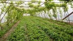 Помещения для выращивания клубники возведут на Ставрополье за средства гранта