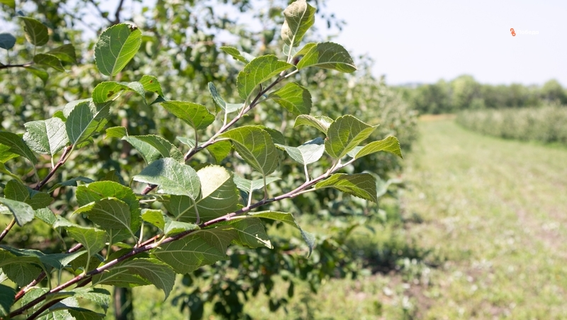 Более 92 тысяч деревьев высадят в «Садах памяти» на Ставрополье