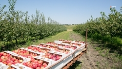 Губернатор: Более 87 тыс. тонн плодов и ягод собрали на Ставрополье в 2024 году