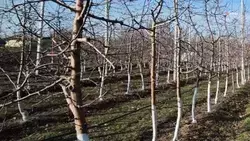 Ночные морозы на Ставрополье не повредили плодовые культуры