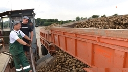 На Ставрополье убрано 70% урожая сахарной свёклы