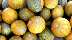 Бахчеводы Ставрополья собрали 40% урожая