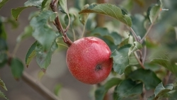 Фруктовый сад высадят в школе Предгорного округа