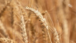 Свыше 382 тыс. тонн зерна получили в Александровском округе в 2023 году 