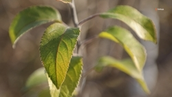 Центр питомниководства при аграрном вузе расширяют на Ставрополье 