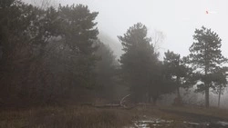 Два лесхоза на Ставрополье получат средства на развитие в 2026 году