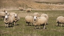 Ставропольские мясные овцы могут стать одним из символов региона на выставке в Москве