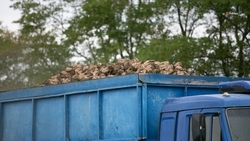 Около 500 тыс. тонн сахарной свёклы собрали на Ставрополье