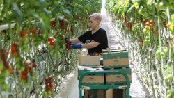 Более 6,2 тыс. тонн тепличных овощей собрали на Ставрополье с начала 2026 года