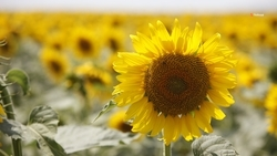 В Предгорном округе собрали 20,7 тыс. тонн подсолнечника