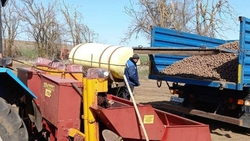 Ставропольские аграрии приступили к посадке раннего картофеля