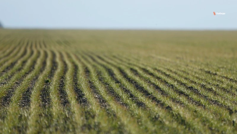 На Ставрополье приступили к химической прополке озимых культур