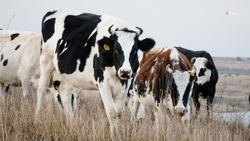 Сельхозживотных Шпаковского округа обеспечили кормами на период зимовки