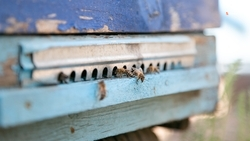 Ставропольский пчеловод развивает пасеку по соцконтракту