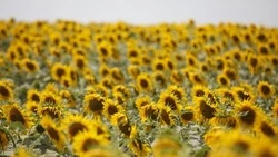 Урожай подсолнечника на Ставрополье превысил прошлогодние показатели на 21%