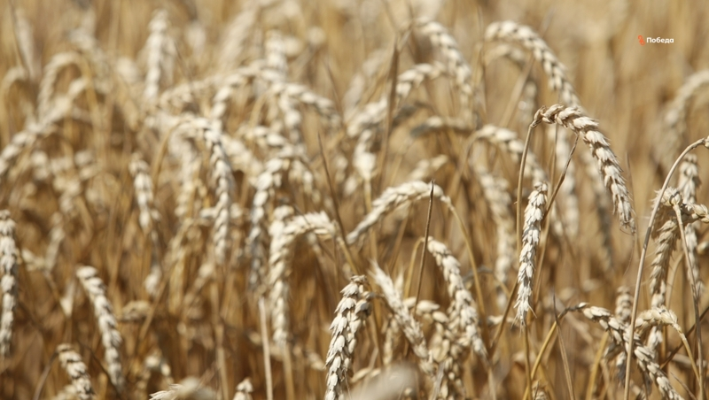 Ставропольские аграрии сеют пшеницу отечественной селекции