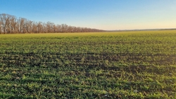 Специалисты проверили состояние озимых культур в Новоалександровском округе 