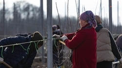 Средства на закладку садов и питомников предусмотрены в бюджете Ставрополья