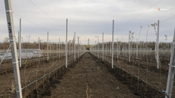 Суперинтенсивный сад заложили в Новоалександровском округе 