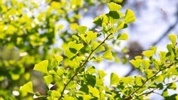 Ставропольский край в 2026 году снова примет участие в акции «Сад памяти»