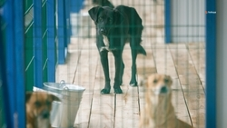 До 100 бездомных животных вмещает пункт временного содержания Изобильненского округа