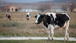 Ставропольцы могут получить грант на развитие фермерского хозяйства