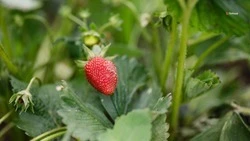 Более 1 т клубники ежедневно собирают в Кочубеевском округе
