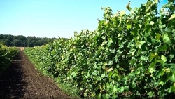 Изменения климата представляют угрозу сельскому хозяйству — сенатор Митин