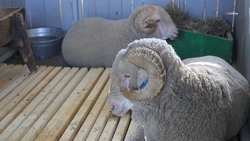 Ставропольские животноводы получили 22 медали на российской выставке