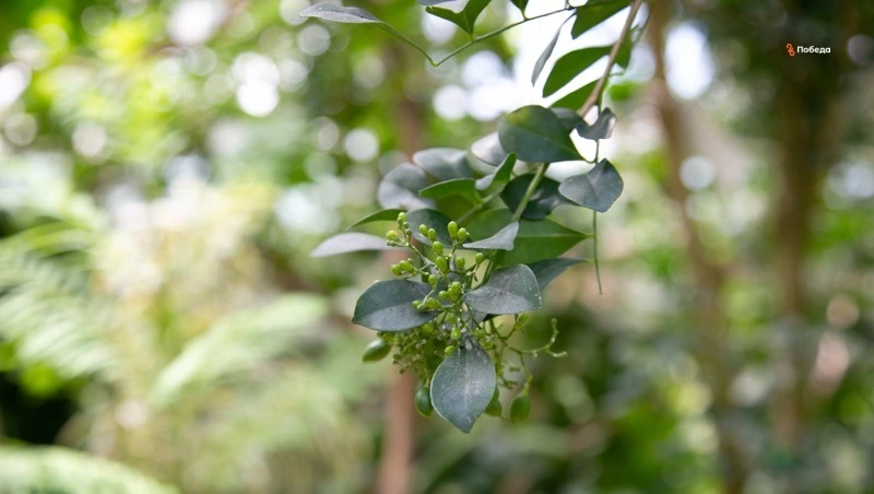 Губернатор поручил проложить минерализованные полосы вокруг лесов Ставрополья