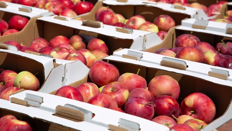 В садах Минераловодского округа убрали 1,4 тыс. тонн яблок