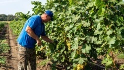 14 виноградарей и виноделов получили поддержку на Ставрополье