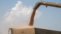 Более 390 тыс. тонн гороха собрали на Ставрополье