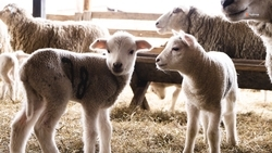 На Ставрополье родились более 4,3 тыс. ягнят 