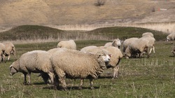 Выведенная на Ставрополье порода овец отметила первое десятилетие