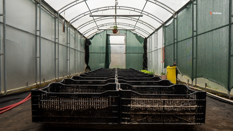 Ставрополец построил теплицу для выращивания грибов благодаря соцконтракту