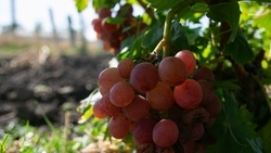 В Предгорном округе собрали 750 тонн винограда